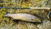 forel.jpg